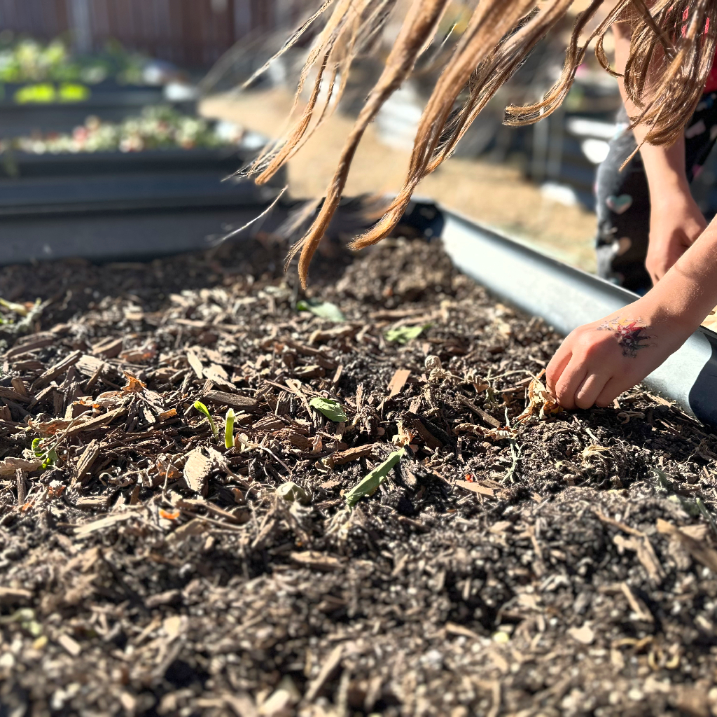 girl planting garlic in raised bed during fall with hair blowing in the wind