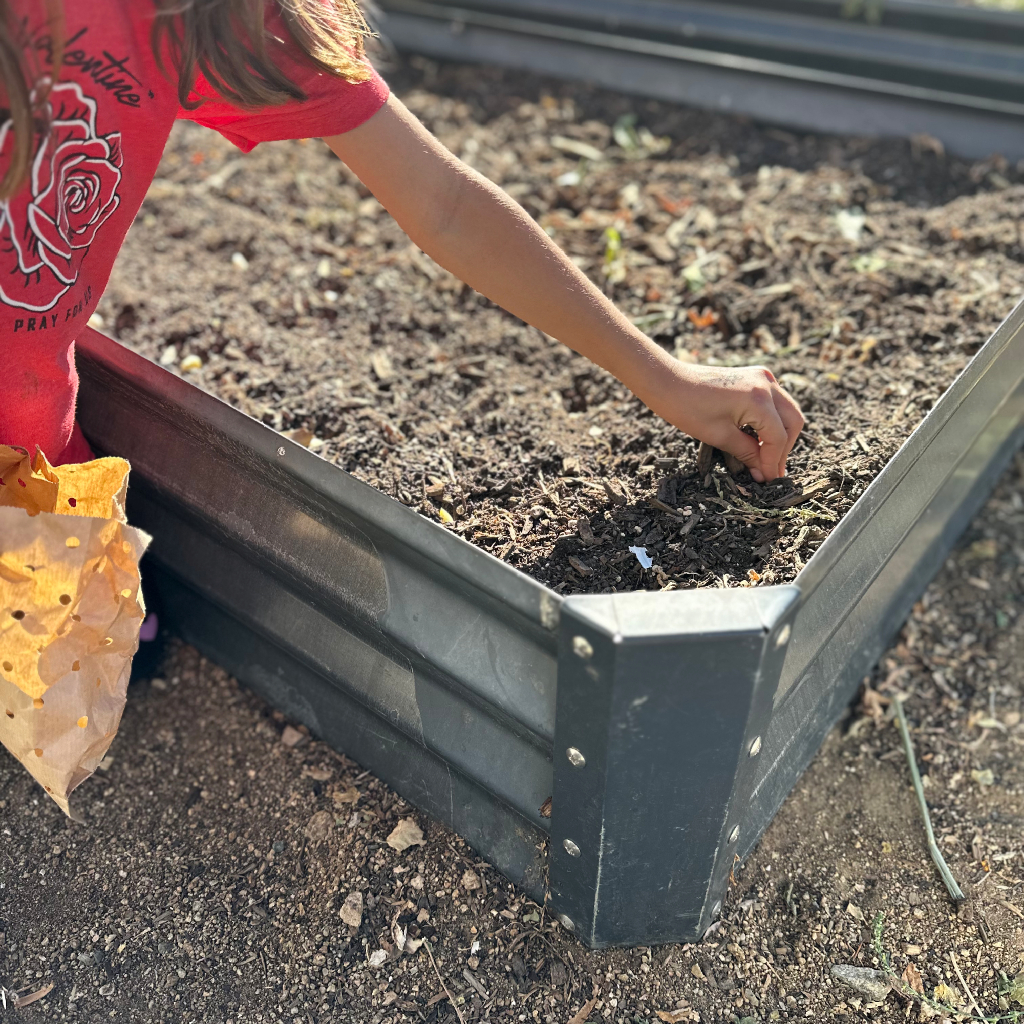 girl planting garlic cloves in fall