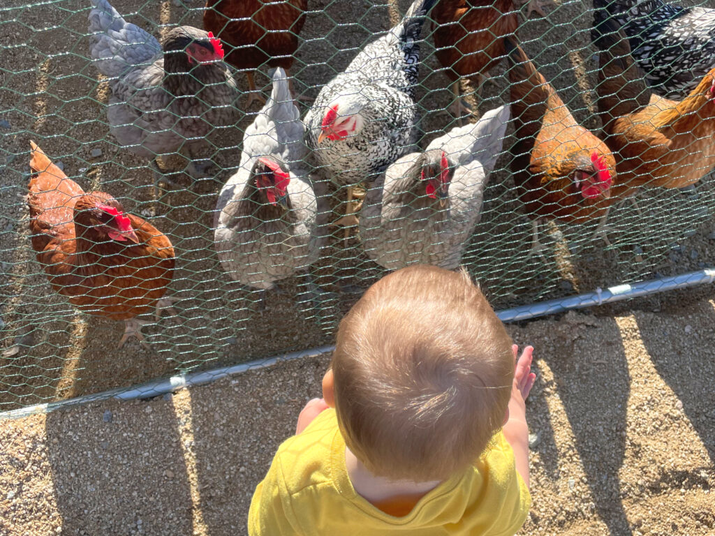 toddler with chickens in backyard