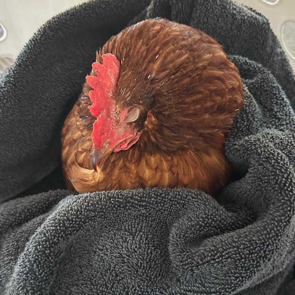 convalescent chicken during homeschool day